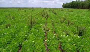 bioherbicida