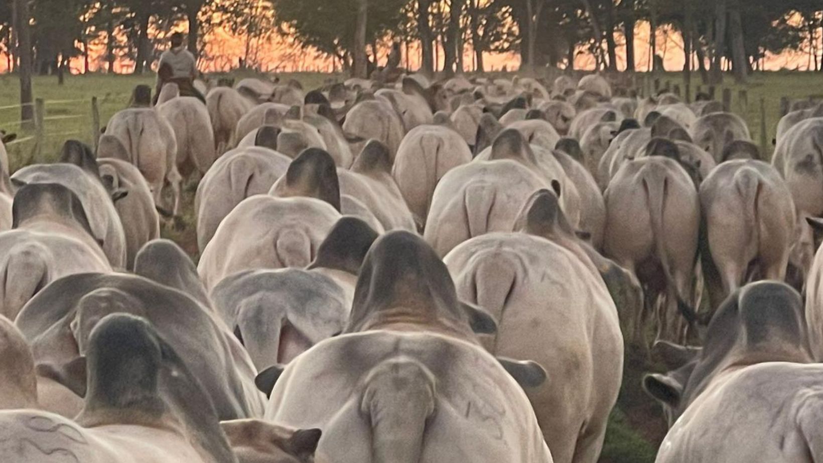BOI/CEPEA: recordes de preços e menor volatilidade marcam a pecuária brasileira em 2025