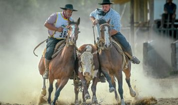 cavalo crioulo