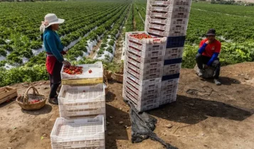 Pomar no deserto: como o Peru se tornou gigante mundial das frutas