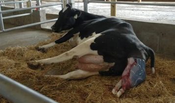 Crise no pós-parto: Por que a retenção de placenta acontece e como parar esse ciclo