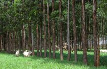 Brasil mede carbono no campo e mostra caminhos para agro de baixo carbono