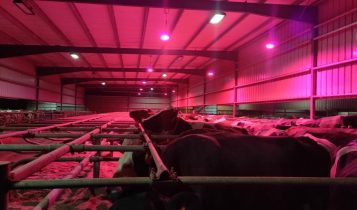 luz vermelha nos galpões das vacas