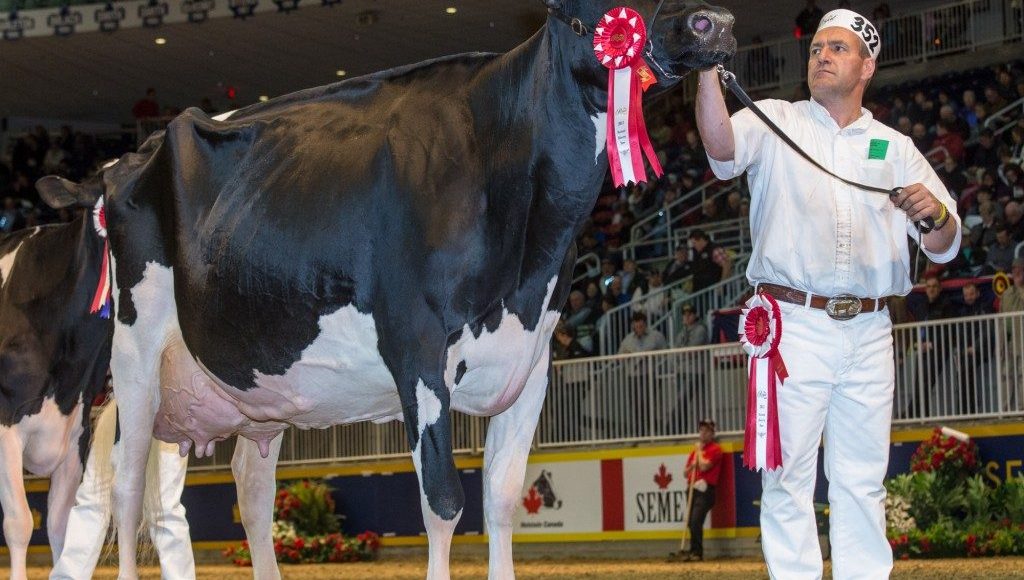 vaca holandesa mais valorizada