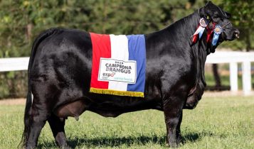 melhor vaca Brangus da America do Sul