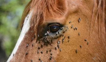 Mais que desconforto: moscas nos olhos colocam a saúde dos cavalos em risco