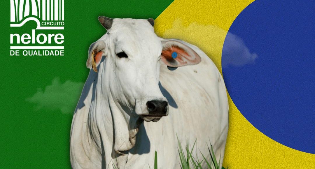 Conheça os melhores do Ranking Nacional Nelore de 2025