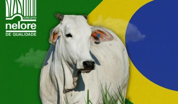 Conheça os melhores do Ranking Nacional Nelore de 2025