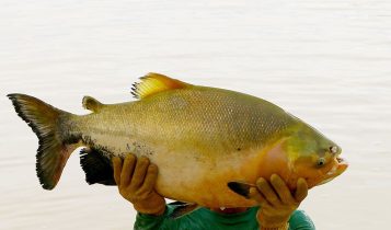 tambaqui
