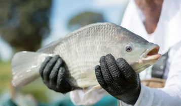Tarifaço dos EUA sacode a tilapicultura brasileira e força o setor a reinventar seu futuro