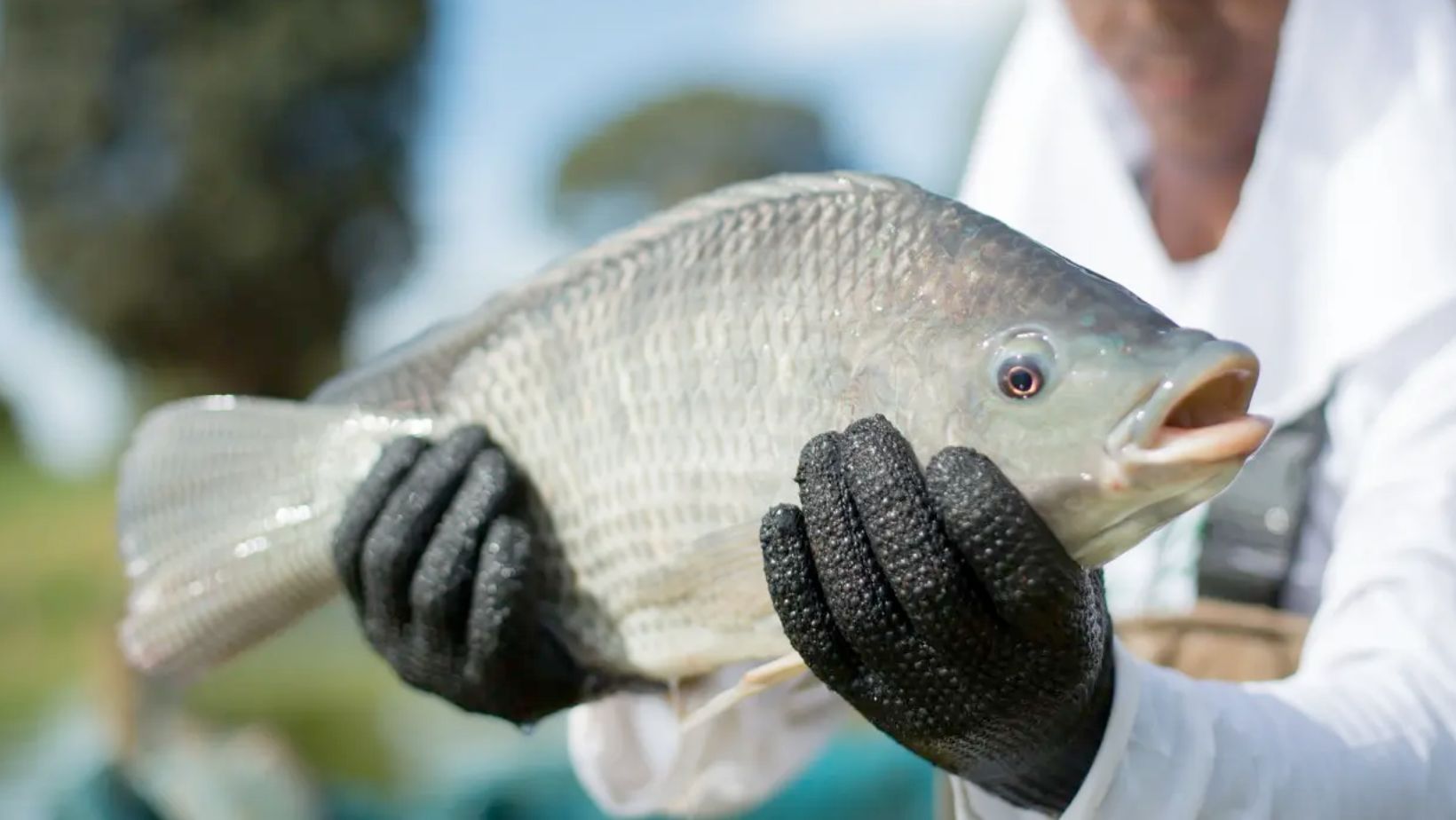 tilapia - tilapicultura brasileira