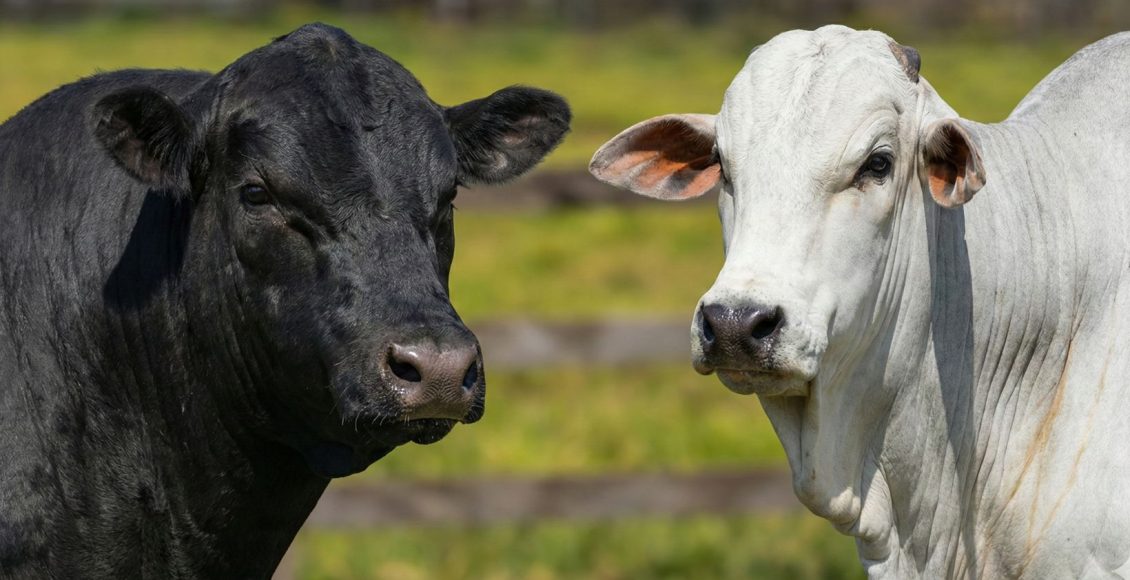 touros da raca angus e nelore fotao