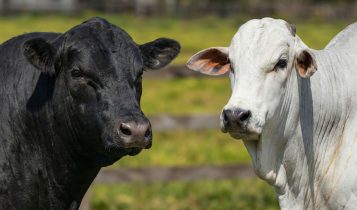 touros da raca angus e nelore fotao