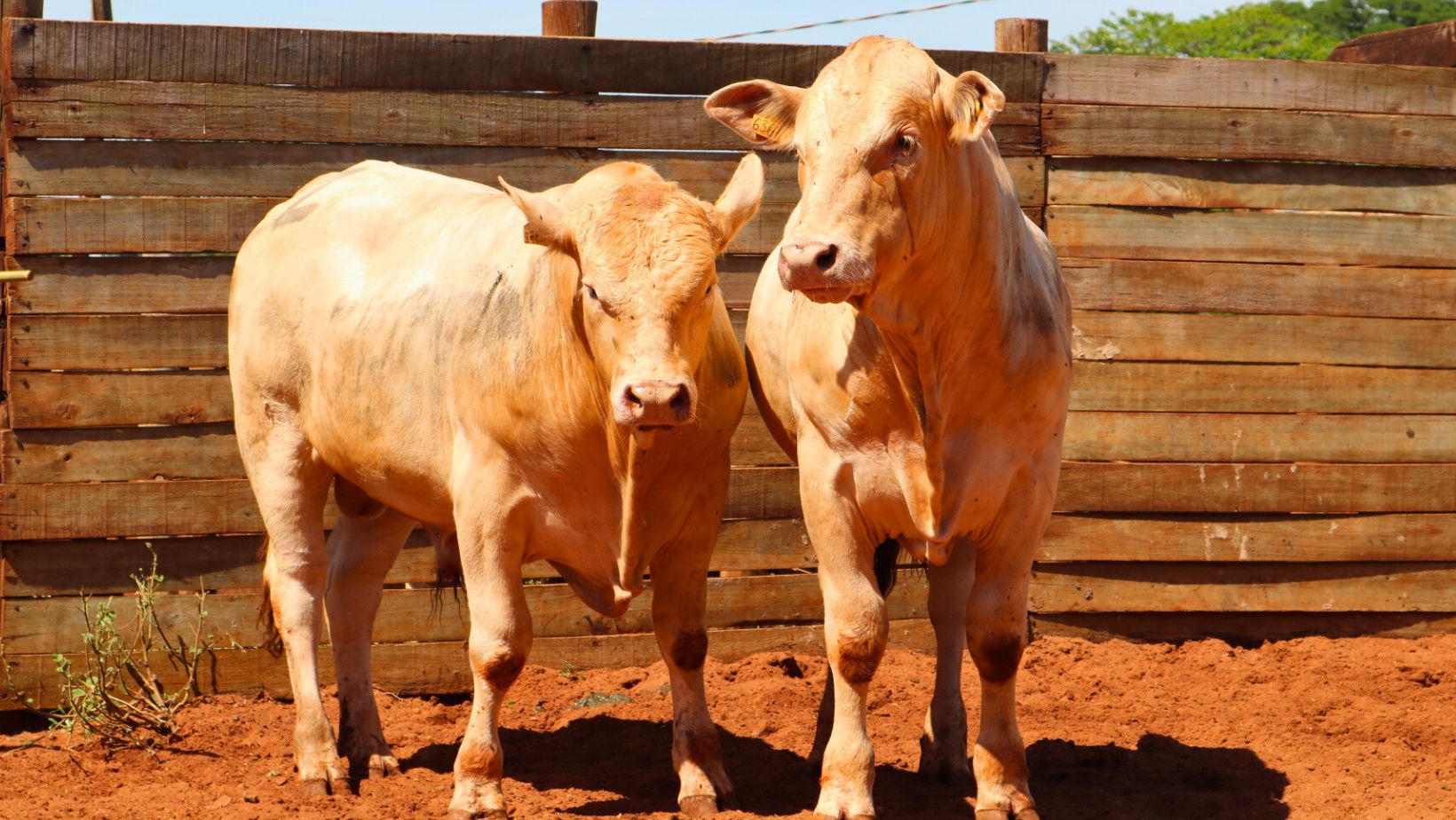 Brasil conquista 2ª certificação para carnes premium de rebanhos leiteiros