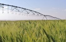 Irrigação estratégica do trigo no Cerrado reduz pela metade a emissão de gases de efeito estufa