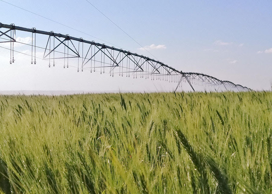 Irrigação estratégica do trigo no Cerrado reduz pela metade a emissão de gases de efeito estufa