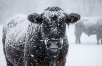 vaca da raca angus no frio congelante - vaca congelada