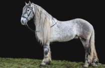 Mulassier de Poitevin: o cavalo francês criado para gerar as “mulas” mais fortes do mundo