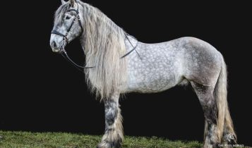 Mulassier de Poitevin: o cavalo francês criado para gerar as “mulas” mais fortes do mundo