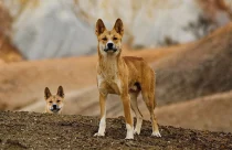 Dingos serão sacrificados após morte de turista no mar e caso divide a Austrália