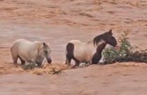 Cavalos ilhados no Rio São Francisco, são resgatados por moradores; veja o vídeo