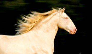 Smoky cream: quando a genética cria um cavalo fora do padrão