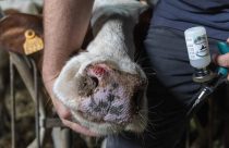 Vírus da língua azul reaparece na Irlanda e acende alerta máximo no rebanho europeu
