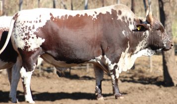 Conheça o “Gado do Rei”, a raça africana Nkone  que resiste a seca e produz carne barata