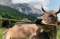 Vaca usa vassoura para se coçar e seu comportamento intriga cientistas