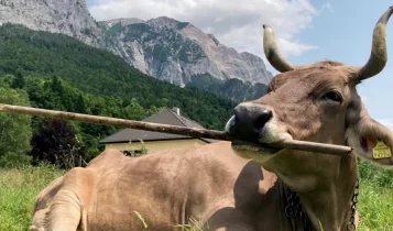Vaca usa vassoura para se coçar e seu comportamento intriga cientistas
