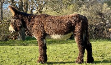 Conheça as raças de burros e jumentos mais raros e que você não sabia que existia