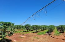 Produtor na Bahia atinge 70 toneladas/ha de mamão com pivô super alto