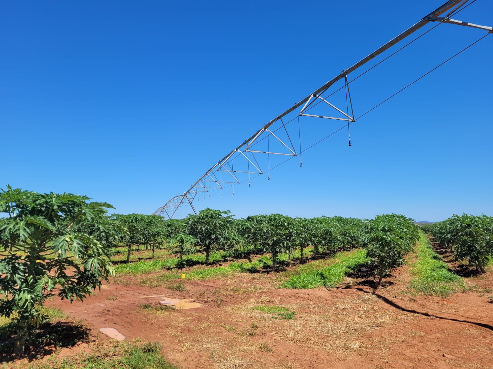 Produtor na Bahia atinge 70 toneladas/ha de mamão com pivô super alto