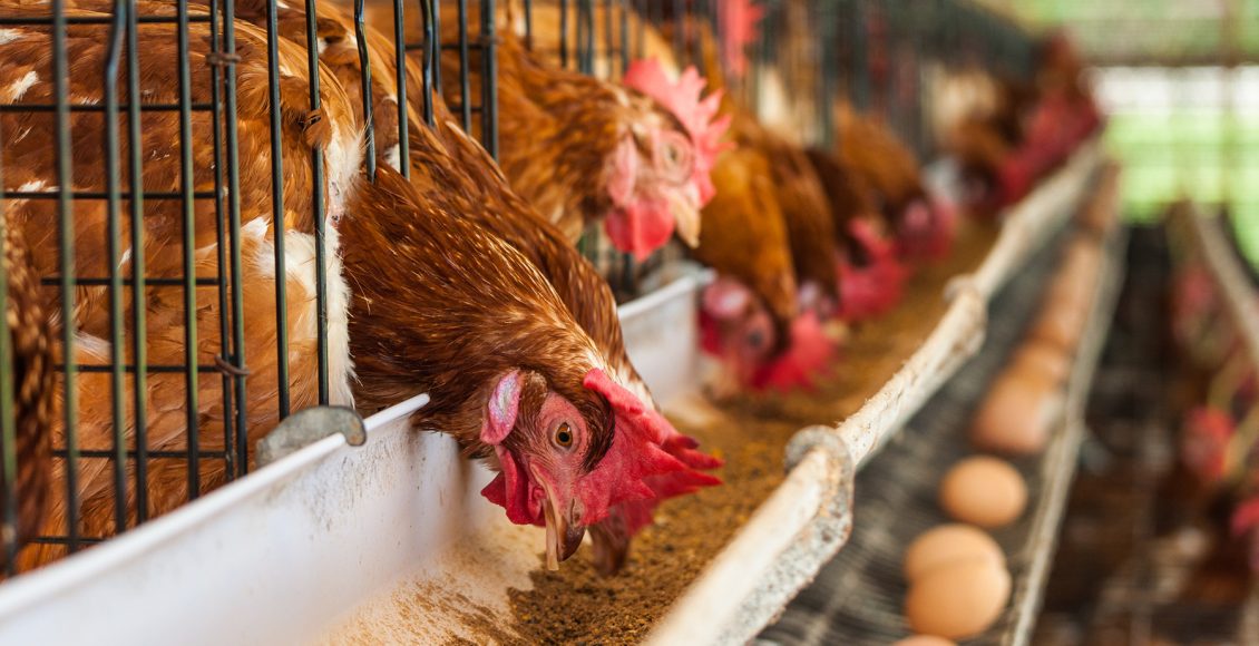 Estratégias nutricionais corretas reduzem perdas e otimizam desempenho das poedeiras