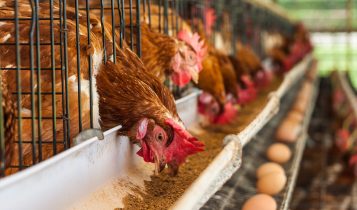 Estratégias nutricionais corretas reduzem perdas e otimizam desempenho das poedeiras