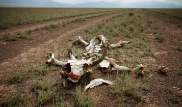 Carcaça no pasto pode matar seu rebanho em 24 horas e o perigo é silencioso
