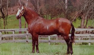 DNA de uma lenda: por que Herdade Cadillac segue definindo o padrão do Mangalarga Marchador