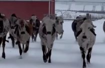 Gir na neve? Vídeo viral prova que o gado zebuíno também resiste ao frio intenso