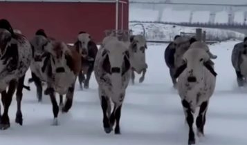 Gir na neve? Vídeo viral prova que o gado zebuíno também resiste ao frio intenso