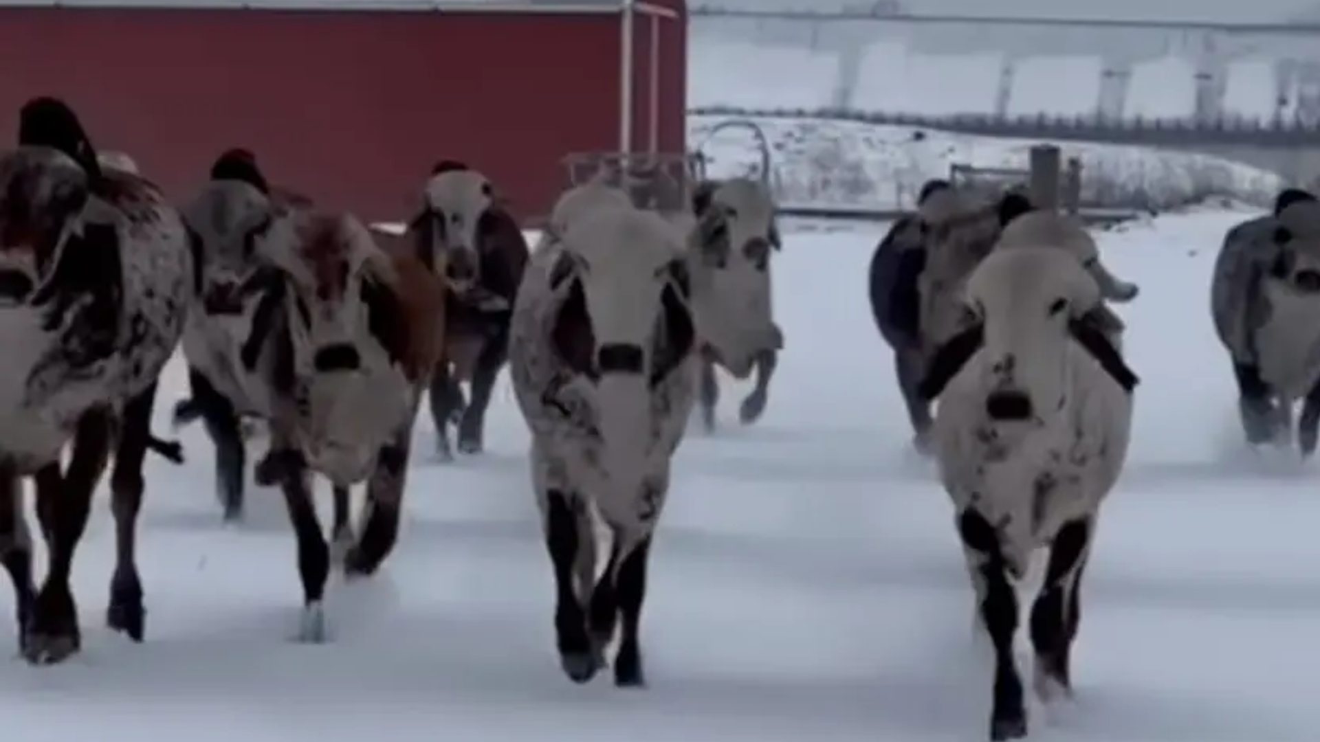 Gir na neve? Vídeo viral prova que o gado zebuíno também resiste ao frio intenso