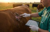 Carne com 'bicheira': Por que remover a parte afetada não torna o resto seguro para consumo?