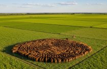 O "Efeito Manada": Como colocar 500 bois em 1 hectare sem degradar o solo