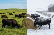 Pasto ou Feno? Entenda como os Americanos alimentam o gado