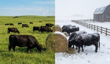 Pasto ou Feno? Entenda como os Americanos alimentam o gado