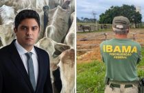 Entrevista exclusiva com o advogado do produtor que teve vacas mortas após apreensão do Ibama