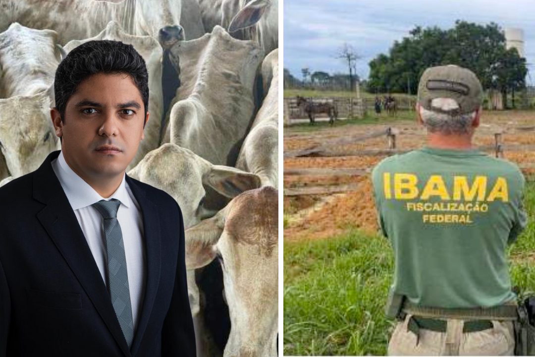 Entrevista exclusiva com o advogado do produtor que teve vacas mortas após apreensão do Ibama