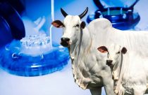 Inseminacao em Tempo Fixo - iatf- quanto custa