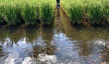 Indonésia está soltando milhões de peixes em arrozais para controle de pragas