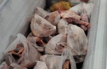 Abatedouro clandestino de aves é fechado no interior de São Paulo