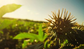 Agricultura tropical e regenerativa ganham espaço na transição climática após COP30